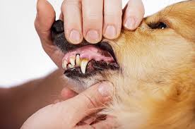 Veterinarian at Redlands Pet Clinic checking a dog's teeth